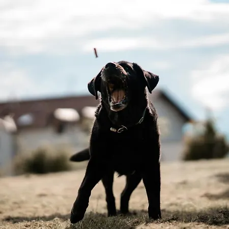 Apartment Urlaub Für Mensch Und Tier - Pirkhof *