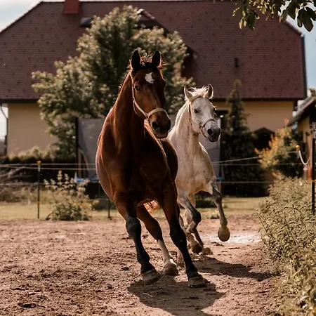 Urlaub Für Mensch Und Tier - Pirkhof