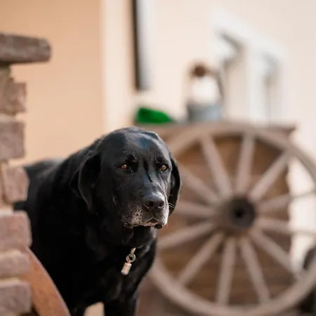 Urlaub Fuer Mensch Und Tier - Pirkhof *