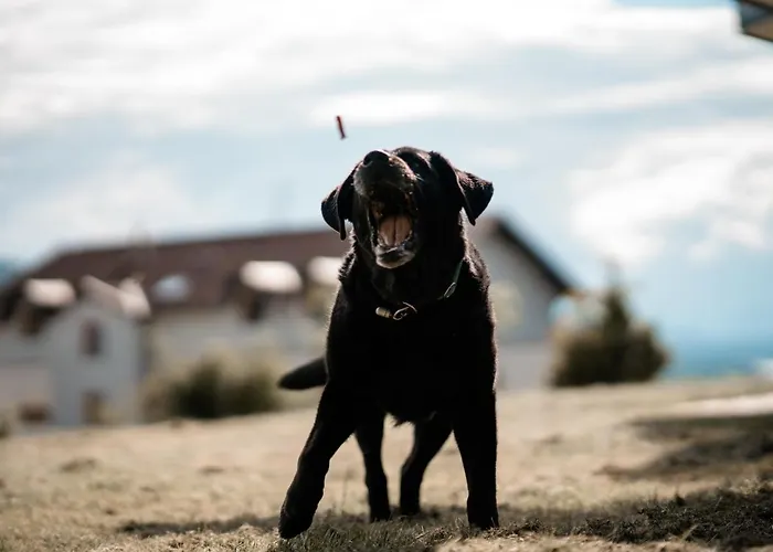 Apartment Urlaub Für Mensch Und Tier - Pirkhof *