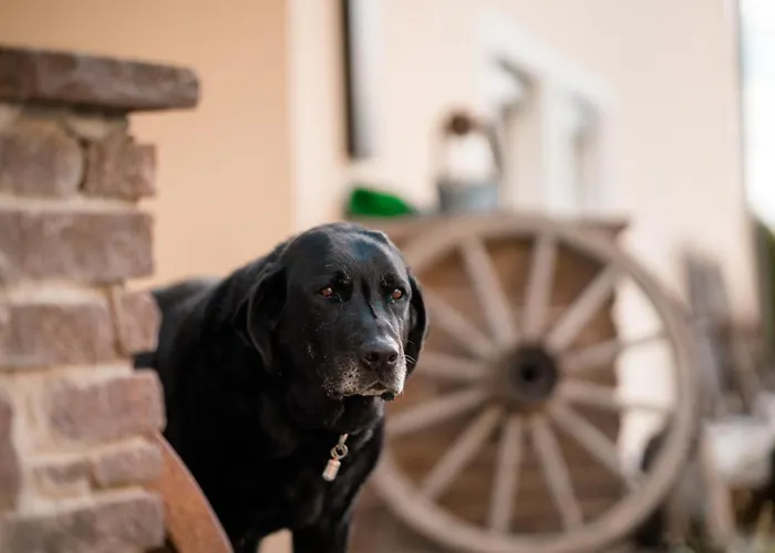 Urlaub Für Mensch Und Tier - Pirkhof *